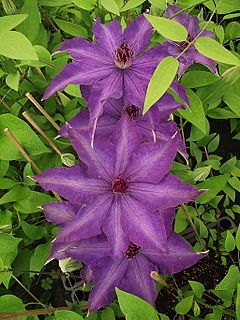 Description de l'image Clematis patens the president.JPG.