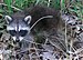 English: A Common Raccoon (Procyon lotor) seen...