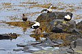 Common eider (Iceland)