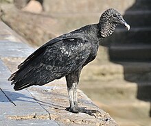Coragyps atratus brasiliensis Black vulture Belém 01.jpg