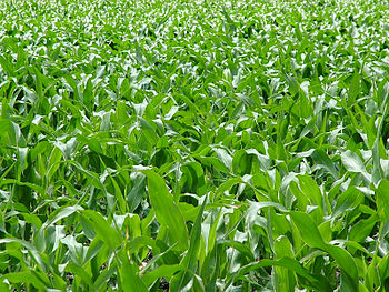 English: Cornfield in South Africa. Deutsch: M...