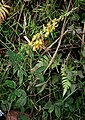 Crotalaria pallida