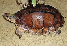 A brown turtle in sand