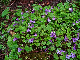 Цимбалярия постенная (Cymbalaria muralis)