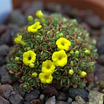 Dionysia zetterlundii