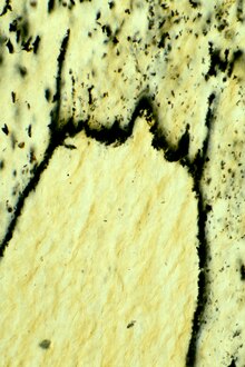 Poorly preserved filamentous structures in the apex of Diskagma buttonii. Diskagma apex.tif