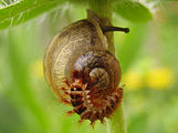 Larva of Drilus sp. preying a stylommatophoran snail