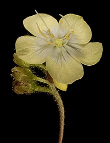 Drosera citrina