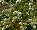 Eryngium paniculatum