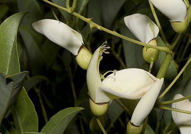 Flores de ceibo blanco.