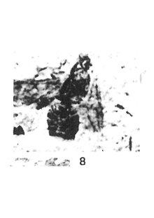 Euponera calcarea mâle 1937 N. Th. Holotype éch R147 x3 p. 198 PL XIII, Hyménoptères du Sannoisien de Kleinkembs.pdf