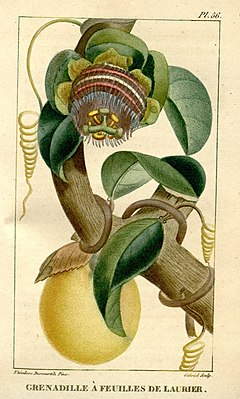 Description de l'image Flore médicale des Antilles, ou, Traité des plantes usuelles (Pl. 56) BHL2956134.jpg.