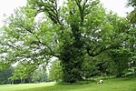 Alte Esche in den belgischen Ardennen