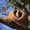 19/11/2008 - Un hornero, casero o alonsito en su típico nido. - Hornero