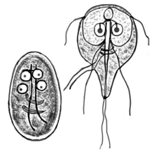 Cyst and imago of Giardia lamblia, the protozoan parasite that causes giardiasis. The species was first observed by Antonie van Leeuwenhoek in 1681. Giardia lamblia.png