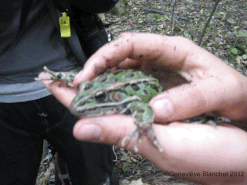 Grenouille léopard adulte