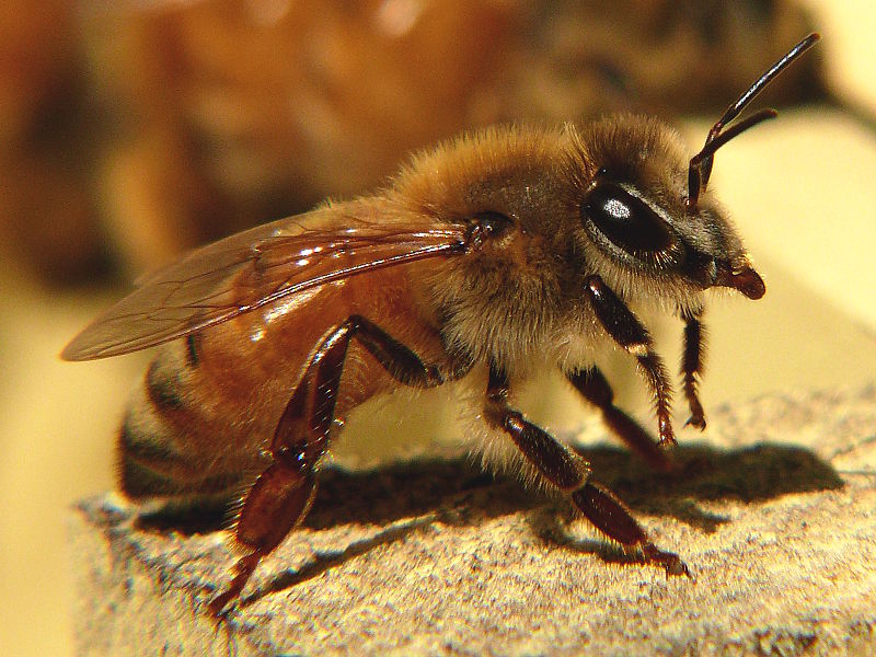 File:Honeybee-27527-1.jpg