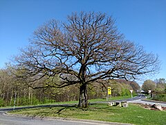 Naturdenkmal Eiche, Ortseingang an L270