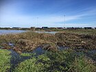 Humedal Laguna Llolleo, conocido popularmente como Ojos de Mar de Llolleo. Imagen tomada en Junio de 2020, agradecimientos a José Luis Brito Montero.