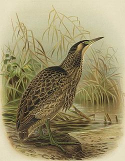 Aŭstralazia botaŭro, de J. G. Keulemans en verko de Buller, A History of the Birds of New Zealand