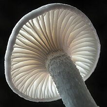 Hygrophore à odeur de Cossus