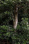 Stechpalmengruppe (Ilex aquifolium)