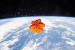 صورة مصغرة لـ النباتات في الفضاء