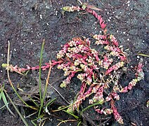 Vue d'une plante grasse développée sur un rocher, à dominante rose.