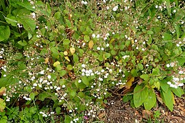 Jovellana sinclairii