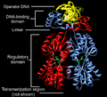 Dimeric LacI Structure