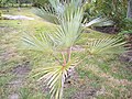 Latania loddigesii planta joven