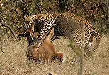 Predator and prey: a leopard killing a bushbuck Leopard kill - KNP - 001.jpg