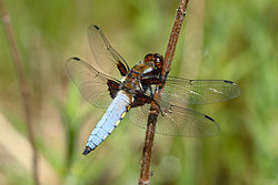 Plakanā spāre (Libellula depressa)