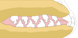 Drawing of long mouth with lips retracted to expose triangular, pitted teeth spaced so uppers fit between lowers