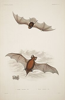 태평양대꼬리박쥐(상단)와 필자유꼬리박쥐(하단)