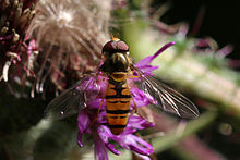 Мармеладная журчалка (Episyrphus balteatus) самец.jpg