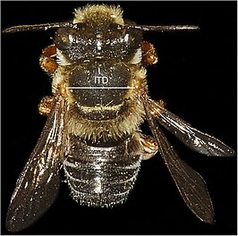 Megachile orba