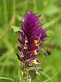 Wilde weit (Melampyrum arvense)