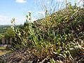 Die kalkliebende Borsten-Miere (Minuartia setacea) ist namensgebend für eine Pflanzenassoziation der Karbonatfels-Trockenrasen und in Österreich gefährdet.[5]