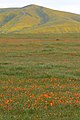 Las flores silvestres del Desierto de Mojave.