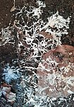 Mycelium growth, Chapeltoun, North Ayrshire.jpg