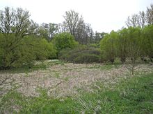 Feuchtgebiet Die Bruchwiesen im Rohrbach