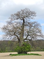 Gruppe alter Hutebäume (6 Eichen, 1 Wildapfel)