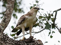 Underarten ceylanensis - Yala nationalpark, Sri Lanka