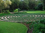Low-maintenance Tulbaghia violacea maze/labyrinth