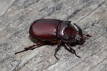 Macho do escaravelho-rinoceronte (Oryctes nasicornis), fotografado na Ucrânia. (definição 4 500 × 3 000)