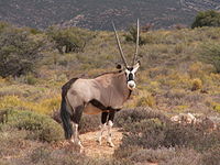 Oryx gazella PICT1415.JPG