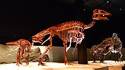 Miniatura para Edmontosaurus