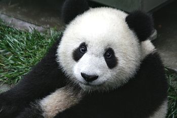 Close up of a cute baby 7-month old panda cub ...