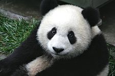 http://upload.wikimedia.org/wikipedia/commons/thumb/c/cd/Panda_Cub_from_Wolong,_Sichuan,_China.JPG/225px-Panda_Cub_from_Wolong,_Sichuan,_China.JPG